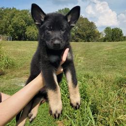 German Shepherd Puppies from Sheldon Shepherds LLC