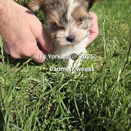 Female - Parti female Yorkshire Terrier puppy in Pocatello, Idaho from JJ's Yorkies