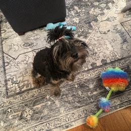 Mabel - Yorkipoo