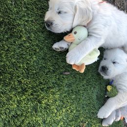 Golden Retriever Puppies from High Sierra Goldens