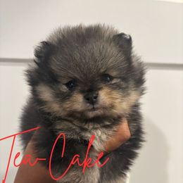 Evita - Wolf sable female Pomeranian puppy in Eastover, North Carolina from Tea-Cake Pomeranians of The Carolinas