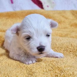 Chanel - White female Maltese puppy in Austin, Texas from Austin Maltese Babies