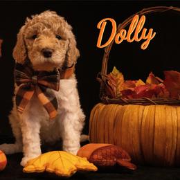 Dolly Parton - Parti female Poodle puppy in Ten Mile, Tennessee from Bella's Beauties Moyen Poodles