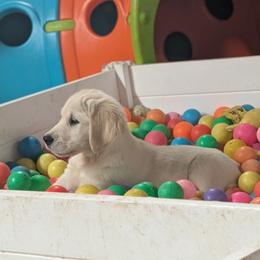 Ocean boy one - Light golden male Golden Retriever puppy in Niles, Michigan from Christiana Creek Goldens