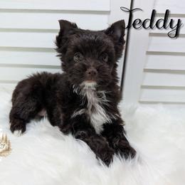 Teddy - Liver male Yorkshire Terrier puppy in Austin, Texas from Rhine Valley Yorkies