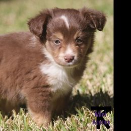 Miniature Australian Shepherd and Toy Australian Shepherd Puppies from TK Mini Aussies