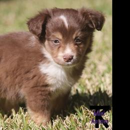 Miniature Australian Shepherd and Toy Australian Shepherd Puppies from TK Mini Aussies
