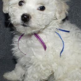 Bichon Frises from Baltimore Bichons, Inc.