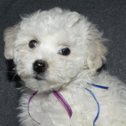 Bichon Frises from Baltimore Bichons, Inc.