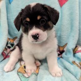 Girl 2 - Pembroke Welsh Corgi puppy in Virginia Beach, Virginia from Virginia Beach Corgis