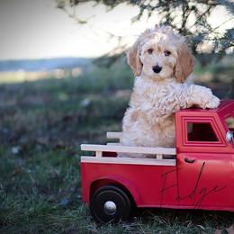 Goldendoodle Puppies from Sac River GoldenDoodles LLC