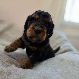 Freddy - Phantom male Bernedoodle puppy in Malden, Illinois from Doting Doodles