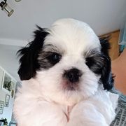 Mal-Shi Puppies from Maple's Malshies