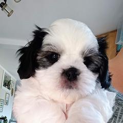 Mal-Shi Puppies from Maple's Malshies