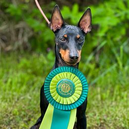Manchester Terriers from Painterly Toy Manchester Terriers