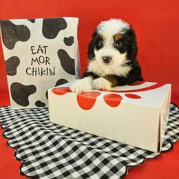 Goose - Tri-color male Bernedoodle puppy in Mckinney, Texas from M2 Bernedoodles