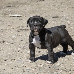 Olde English Bulldogge Puppies from ABK Bulldogges
