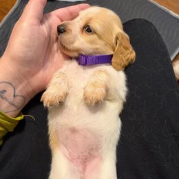 Cream Piebald 4000 Female LH Purple - Piebald female Dachshund puppy in Fenton, Michigan from Always Darling Dachshunds