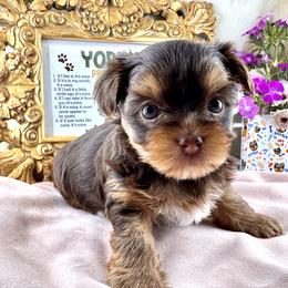 Sadie Mae - Liver female Yorkshire Terrier puppy in Stockton, California from Maranatha Yorkies - Stockton