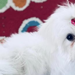 Lileigh - Maltese