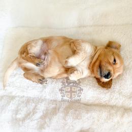 Ron - Red male Dachshund puppy in Miami, Florida from Haus Ernand Dachshunds