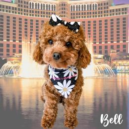 Bell - Poodle