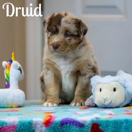 Druid - Red merle male Australian Shepherd puppy in Benton City, Washington from Eventide Australian Shepherds
