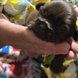 CKC Boy 3 - Liver male Shih Tzu puppy in Houston, Texas from Paws n Claws
