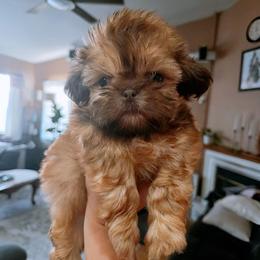 Nico - Chocolate and tan male Shih Tzu puppy in Corona, California from Ju Shih Tzu