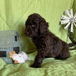 2. ALDER - KELLY GREEN COLLAR BOY - Chocolate male Goldendoodle puppy in Charlo, Montana from Heavenly Hilltop Farm