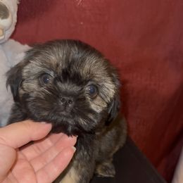 Crumpet - Gold male Shih Tzu puppy in Madera Acres, California from California Shih Tzu’s