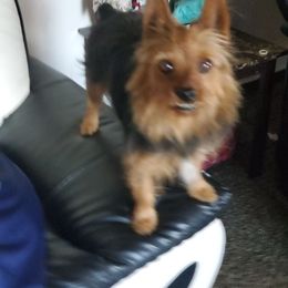 Jasmine - Yorkshire Terrier