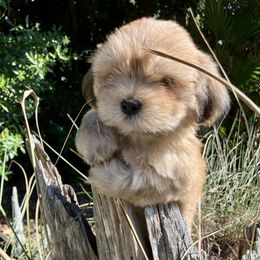 BIRTH SEPT 20 MB1 FLORIDA AKC MULTI CHAMPION ANCESTRY - Golden male Lhasa Apso puppy in Bell, Florida from Maryann & Kandis