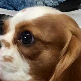 Helayne - Cavalier King Charles Spaniel
