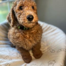 Mrs. Trumble - Apricot female Goldendoodle puppy in Clarksville, Tennessee from Golden Pine Designer Doodles