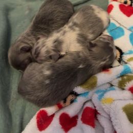 Pomeranian puppies from Little Lovers Kennels, LLC