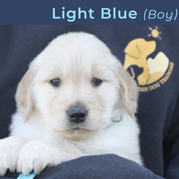 Dark Pink (female) - Golden female Golden Retriever puppy in Mills River, North Carolina from Appalachian Dog Training LLC