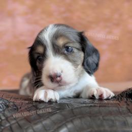 Levii - Dapple male Dachshund puppy in Chandler, Arizona from Vonaducci Doxies, LLC.
