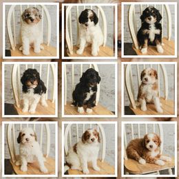 Bernedoodle Puppies from Country Creek Doodles