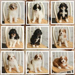 Bernedoodle Puppies from Country Creek Doodles