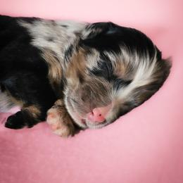 Tulip - Blue merle female Australian Shepherd puppy in Silex, Missouri from Small Town Australian Shepherds