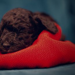 Poodle Puppies from Reuter Clan Poodles