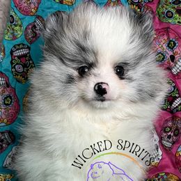AKC BAM BAM - Blue merle male Pomeranian puppy in Watkins Glen, New York from Wicked Spirits Pomeranians