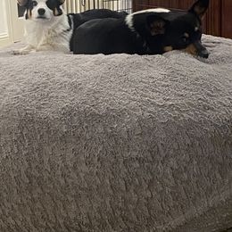 Pembroke Welsh Corgi Puppies from Serenity Ann Pups