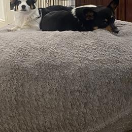 Pembroke Welsh Corgi Puppies from Serenity Ann Pups