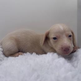 Boy 1 - Cream male Dachshund puppy in Bakersfield, California from KC Doxies