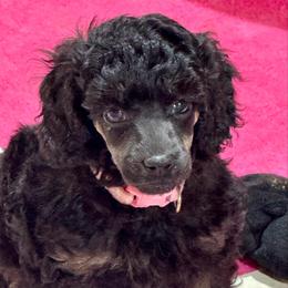 Light Pink - Phantom female Poodle puppy in Simms, Texas from Donna’s Aussies & Pink Heart Poodles