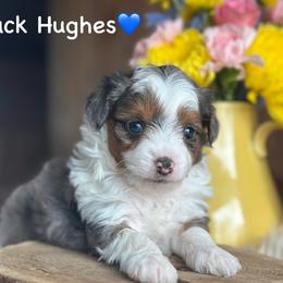 Jack Hughes - Blue merle male Aussiedoodle puppy in Lancaster, Minnesota from Finney Ranch