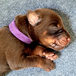 Doberman Pinscher Puppies from Maris Stella Kennel