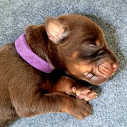 Doberman Pinscher Puppies from Maris Stella Kennel